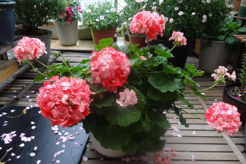 天竺葵怎樣施肥，最好選擇喜肥進(jìn)行施加