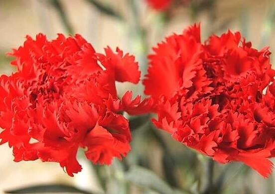 康乃馨種子怎么種植，做好六個(gè)步驟即可快速生根發(fā)芽