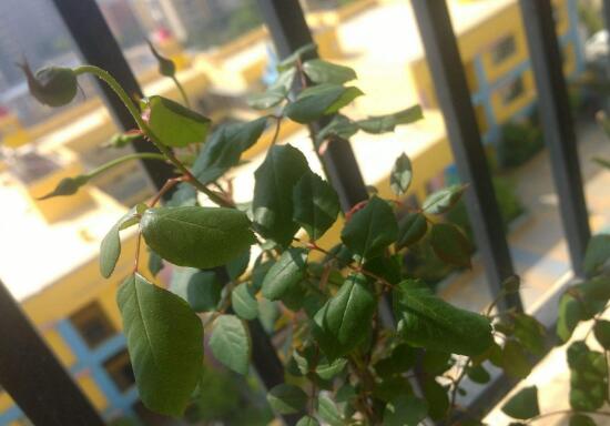 月季花焉了怎么辦，三個妙招讓它重新恢復(fù)生機(jī)