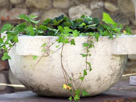 常春藤怎么養(yǎng)殖，盤(pán)點(diǎn)最簡(jiǎn)單兩種養(yǎng)殖方法(土培和水培)