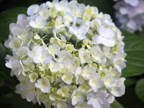 繡球花有哪些品種，繡球花品種圖片大全