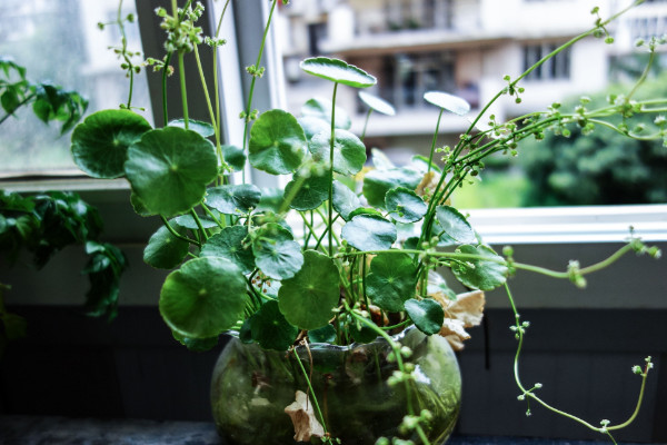 銅錢草葉子邊緣干枯，及時補充水肥養(yǎng)分