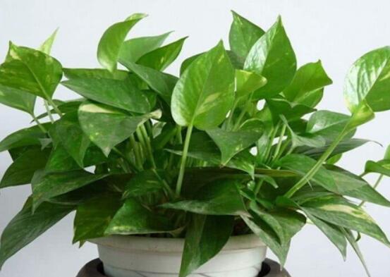 綠蘿需要施什么肥，以氮肥為主、鉀肥為輔(增施葉面肥)