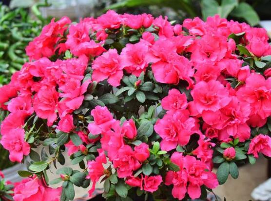 杜鵑花品種大全，杜鵑花十大最美品種