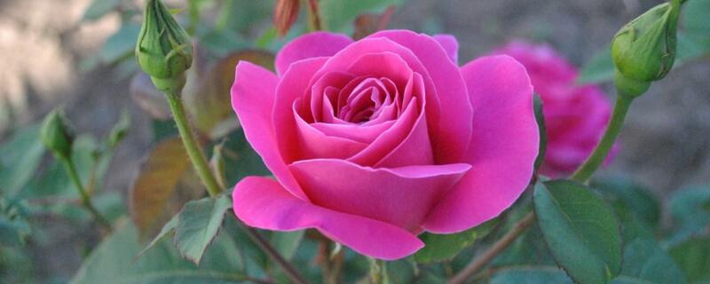 月季悶根的表現(xiàn)