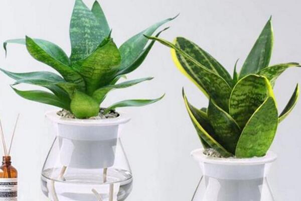 水培虎皮蘭能過冬嗎，注意保暖并加強(qiáng)光照