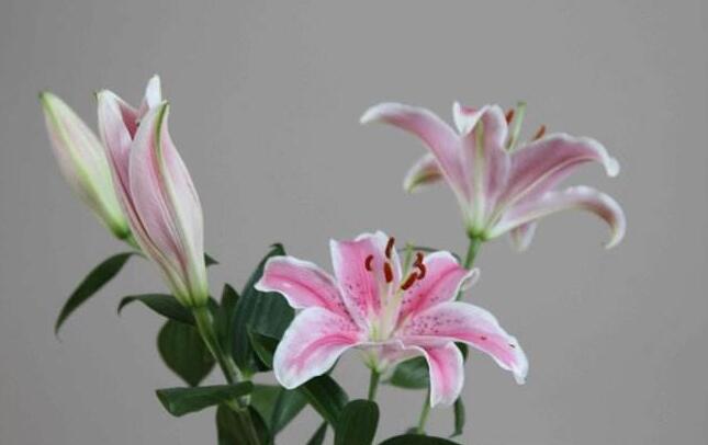 買來(lái)的百合花怎么養(yǎng)，需要適合的土壤和澆水