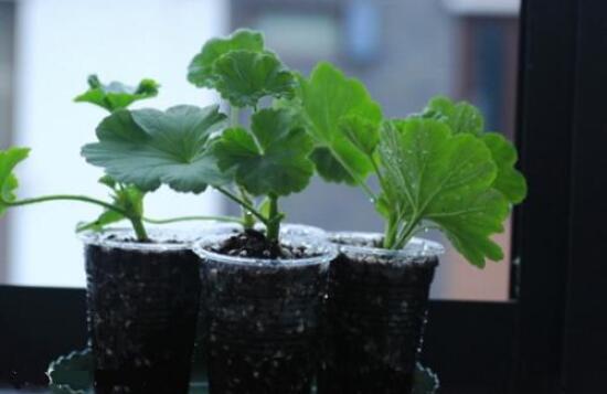 天竺葵快速生根法，教你最快生根六點步驟(15天生根)