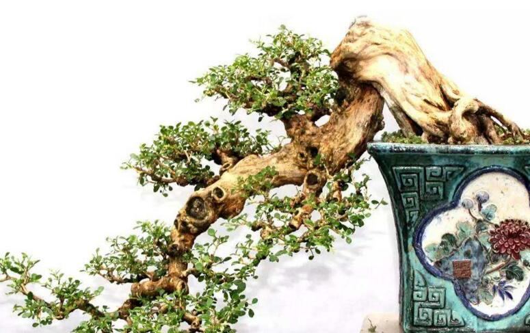 九里香的養(yǎng)殖方法和修剪，光照土壤要嚴(yán)控