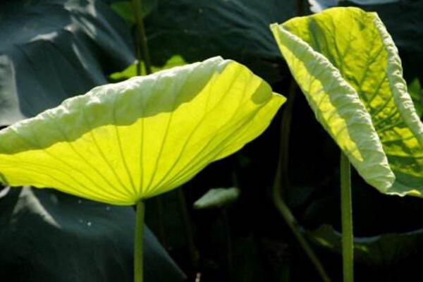 家養(yǎng)荷花葉子爛了怎么辦，修剪爛葉并做好消毒處理