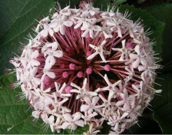 臭繡球花的養(yǎng)殖方法和注意事項，臭繡球花八大養(yǎng)殖基本方法