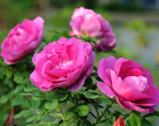 玫瑰花語(yǔ)有哪些，代表著我愛你(濃濃的愛情)