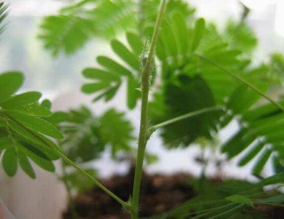 含羞草品種，盤點(diǎn)含羞草四大品種