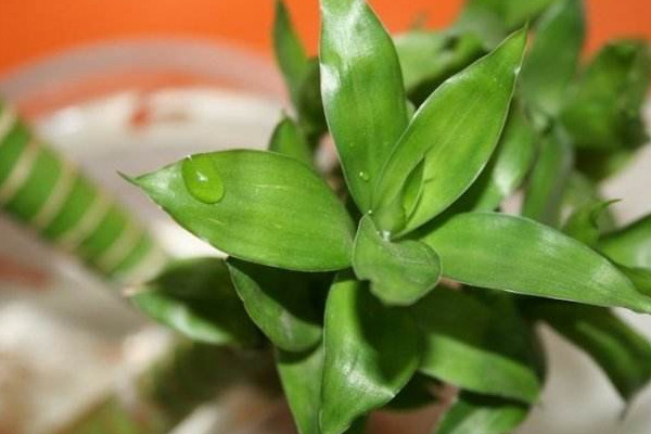 富貴竹生根技巧，固定位置用生根液浸泡