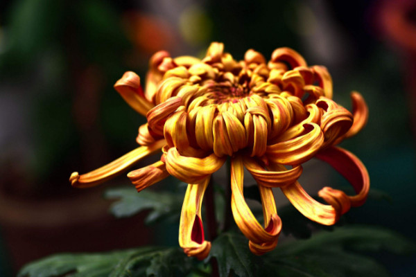 菊花怎樣繁殖，播種/扦插/嫁接/分株繁殖等