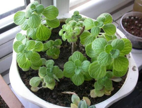 碰碰香木質(zhì)化怎么辦，只需要立馬重新進(jìn)行扦插繁殖