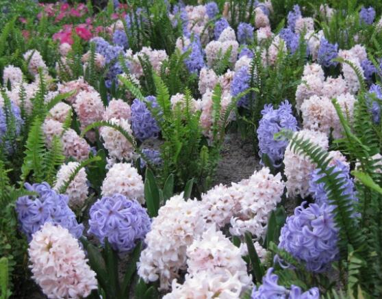 風信子怎么澆水，做到見干見濕的原則