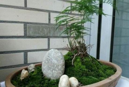 文竹花盆里有小白蟲子怎么辦，噴殺蟲劑清除害蟲