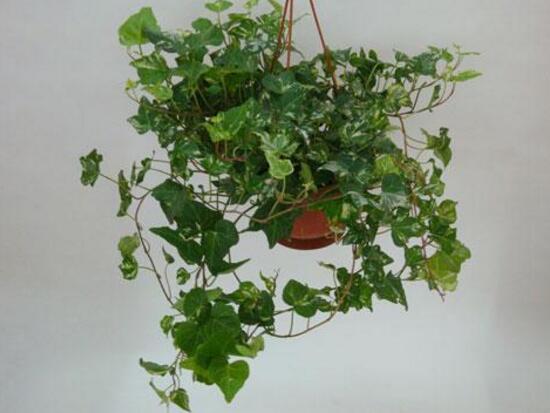 常春藤怎么施肥，常春藤施什么肥好