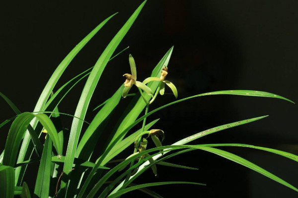 蘭花多長(zhǎng)時(shí)間澆一次水，按照季節(jié)變化調(diào)整