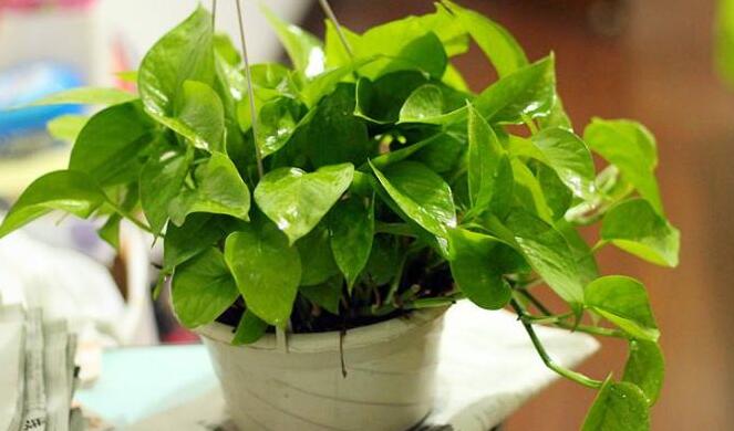 綠蘿葉子卷起來怎么辦，可能是根部受傷了