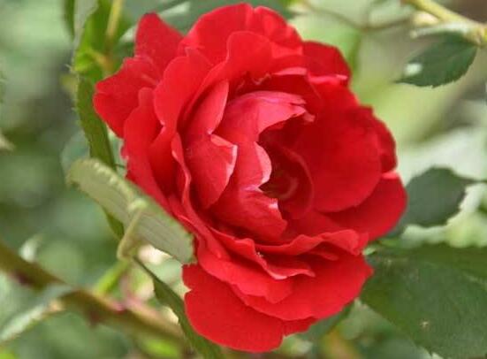 野薔薇花，野薔薇花特點(diǎn)