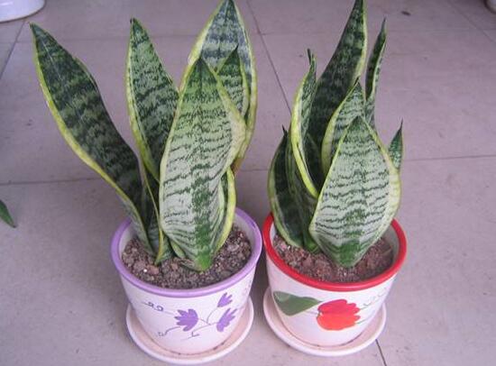 虎皮蘭怎么繁殖，虎皮蘭扦插方法步驟