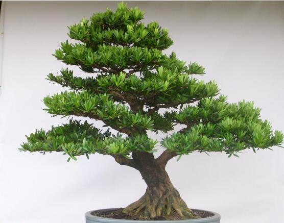 羅漢松花期，羅漢松花期為一個月(5月份開花)