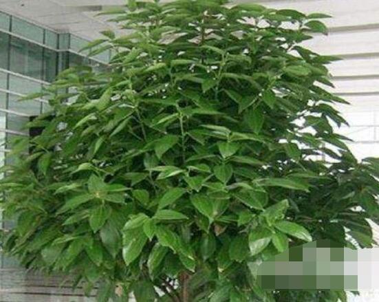 平安樹好養(yǎng)嗎，教你簡單四種養(yǎng)殖方法/闔家幸福、萬事如意