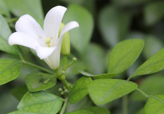 九里香有毒嗎，九里香可以放臥室嗎/無(wú)毒不能放