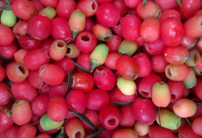 家里養(yǎng)紅豆杉樹好嗎，好/放在家中的這幾個(gè)方位上最好