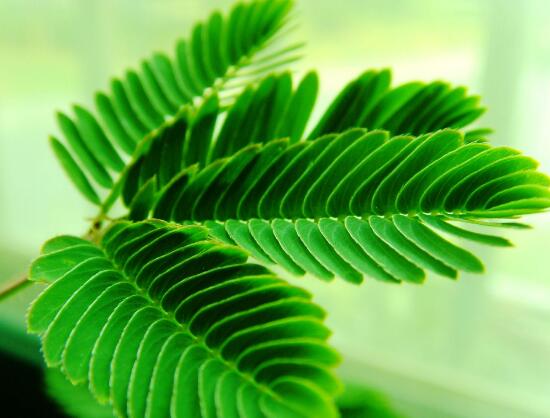 含羞草有什么藥用價值，含羞草的功效與作用