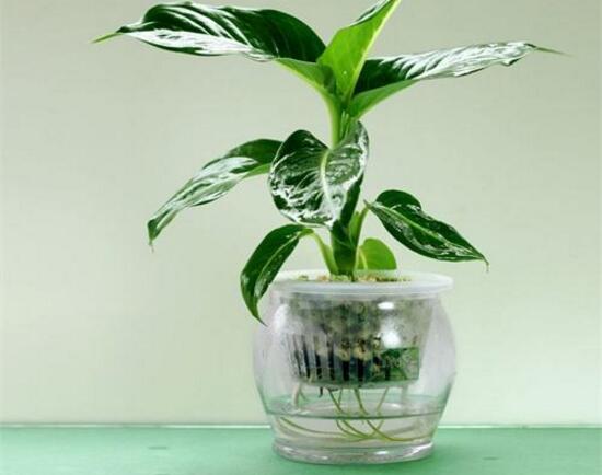 萬年青可以水培嗎，萬年青水培方法