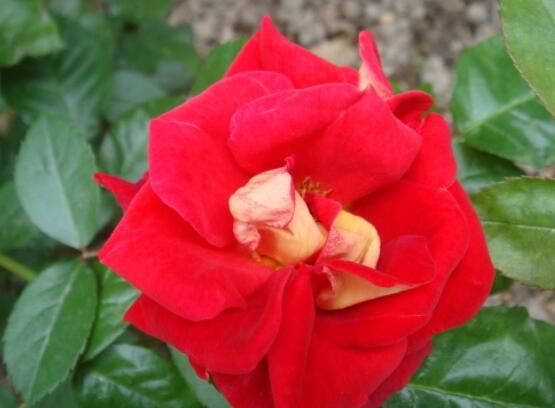 月季花種植技術(shù)，做好這七步生長(zhǎng)的枝繁葉茂