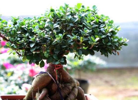 盆景榕樹有毒嗎，盆景榕樹可以放在室內嗎