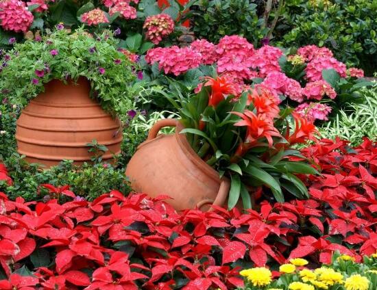 一品紅怎么澆水，一品紅澆水方法