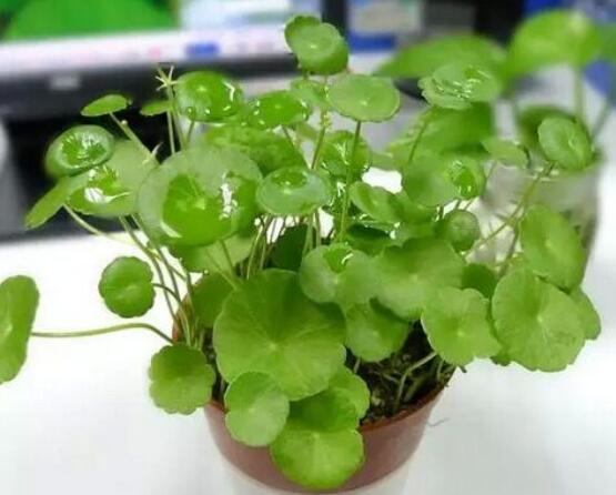 銅錢草泡水喝的作用，利尿排石、抗炎消炎