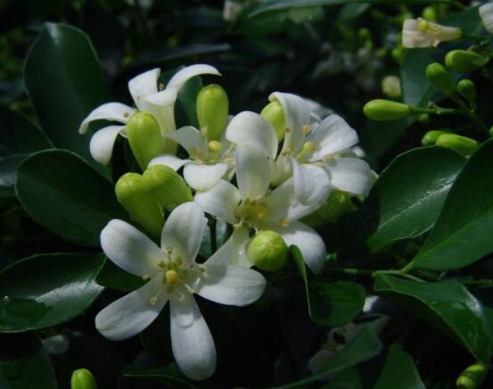 小葉九里香養(yǎng)殖方法，老農(nóng)總結(jié)最有效五個(gè)養(yǎng)護(hù)措施