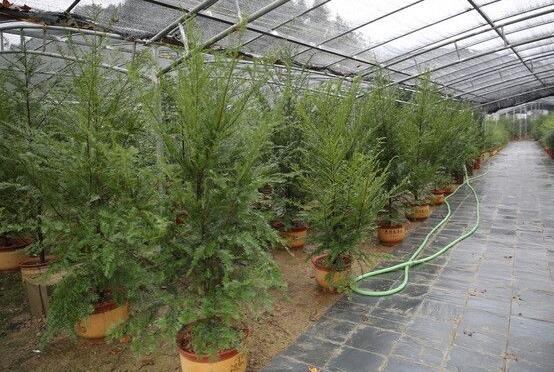 紅豆杉盆景怎么修剪，遵循兩點(diǎn)原則掌握六點(diǎn)方法