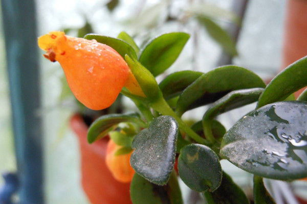 金魚吊蘭怎么繁殖，播種繁殖/分株繁殖/扦插繁殖