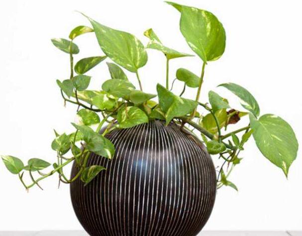 綠蘿施肥方法，最好施加氮肥為主的肥料