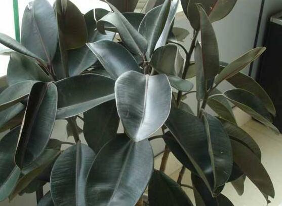 橡皮樹的扦插方法，做好四大步驟成活率百分百