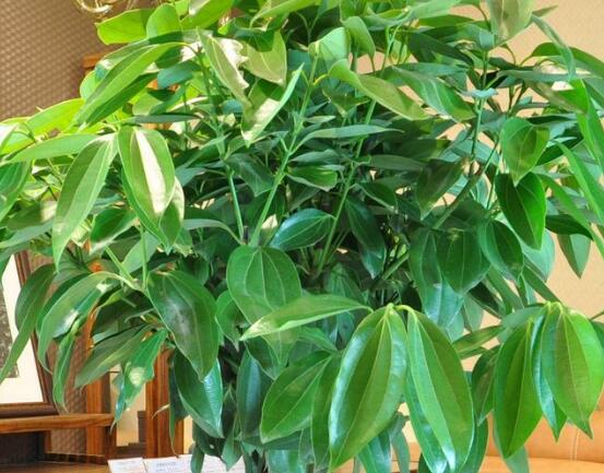 平安樹怎么修剪，平安樹的修剪方法和技巧