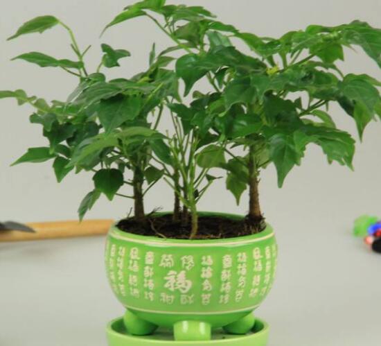 平安樹怎么繁殖，平安樹扦插方法圖解
