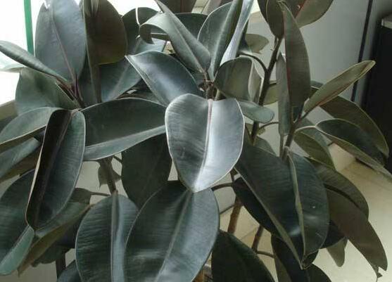 橡皮樹的好處，六大好處深受喜愛