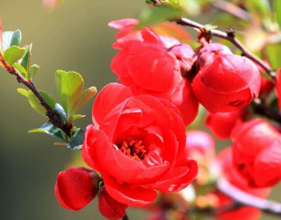 海棠花好養(yǎng)嗎，好養(yǎng)/老農(nóng)總結(jié)最簡單五種養(yǎng)殖方法