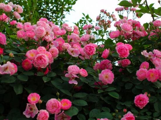 薔薇花的種植方法，盤點薔薇花七大種植方法