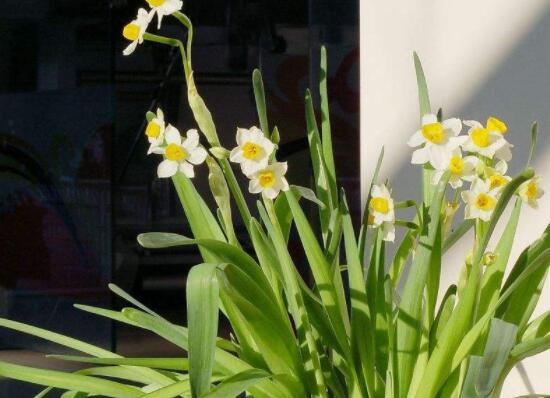 關(guān)于水仙花的知識，老農(nóng)解析五個最全面的概述