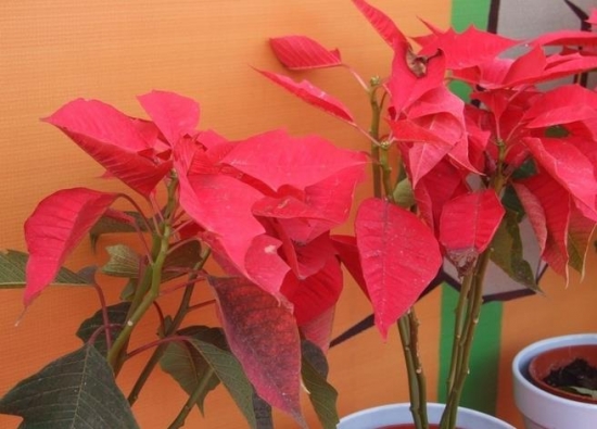 一品紅花放室內(nèi)對身體有害嗎，可以放在室內(nèi)但是不要碰到它的汁液