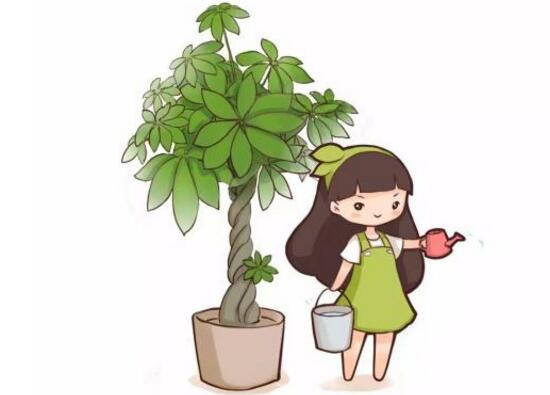 發(fā)財樹多久澆一次水，發(fā)財樹澆水的正確方法